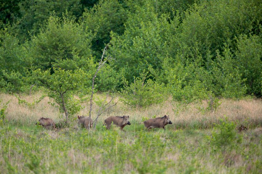 Harde de sangliers La Grande Cariçaie entre sangliers et canards