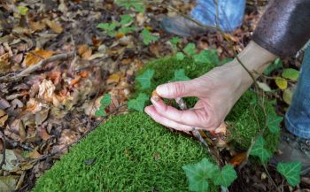 Identifier des traces, aider l’écureuil à retrouver ses noisettes, percer les secrets des vieilles souches… La forêt se livre mieux en s’amusant. Identifier des traces, aider l’écureuil à retrouver ses noisettes, percer les secrets des vieilles souches… La forêt se livre mieux en s’amusant.