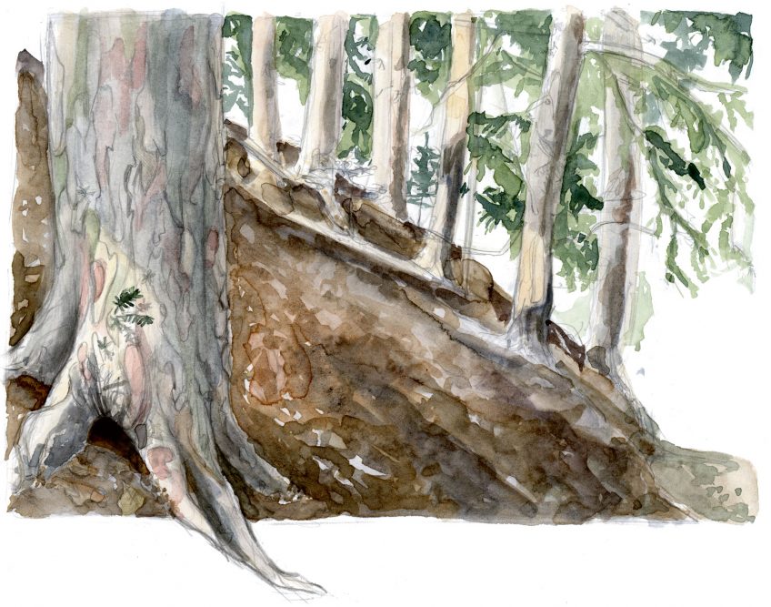 L'if, un arbre toxique à la longévité exceptionnelle