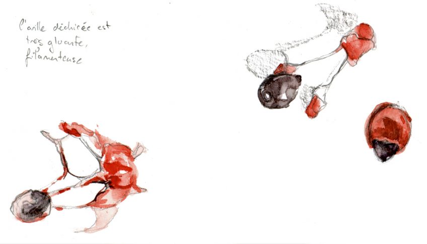 L'if, un arbre toxique à la longévité exceptionnelle