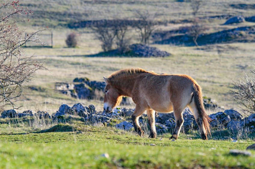 Le cheval de Przewalski compte 66 chromosomes contre 64 pour son cousin domestique. Le Causse Méjean, Mongolie française - Récit de balade