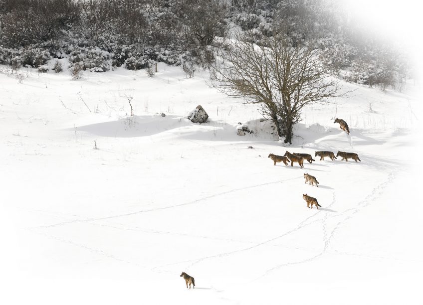 Le rewilding avec les retours du loups du lynx et du chacal doré en Europe