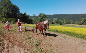 Maraîchage respectueux du sol, échange d’idées sous le prunier et rénovation écologique.