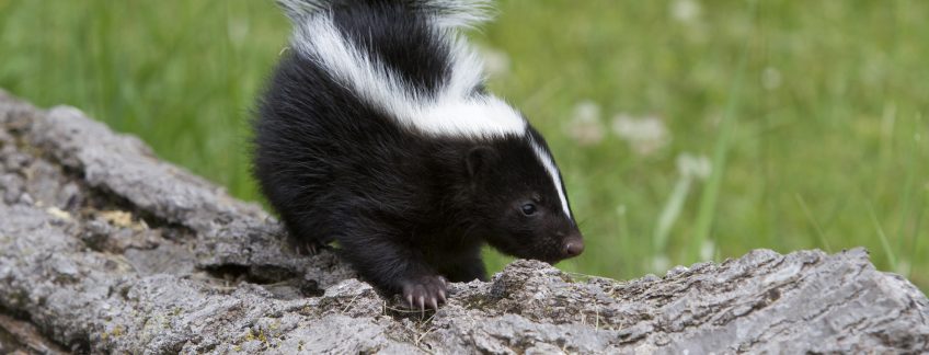 la mouffette n'est pas un putois
