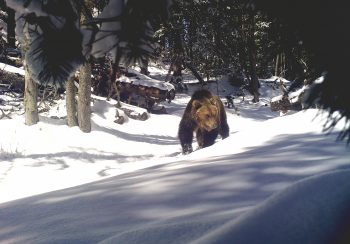 Un ours sans étiquette, sans numéro, sans carte d’identité génétique, foule la neige printanière de Zernez (GR).