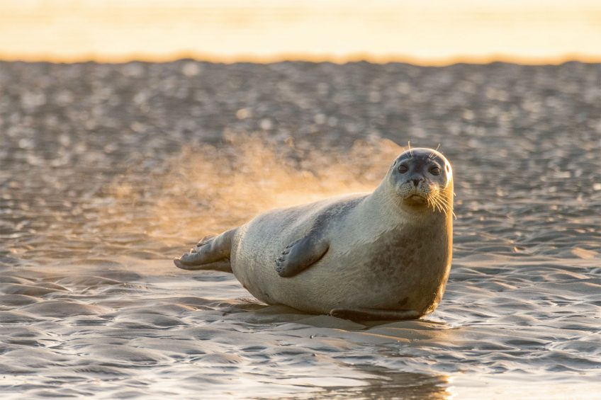 Les phoques du nord de la France en 5 photos