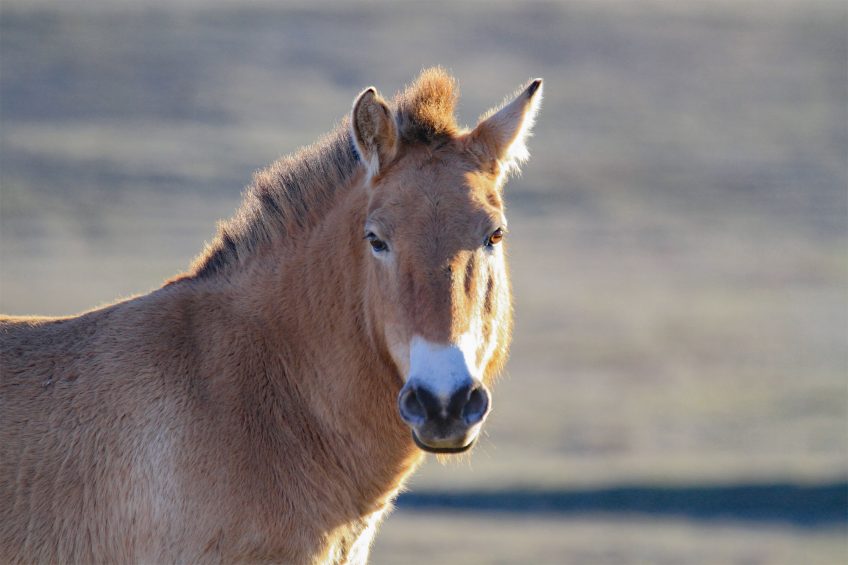 Portrait de cheval de Przewalski, une espèce présente dans les peintures rupestres de Lascaux, par exemple. Le Causse Méjean, Mongolie française - Récit de balade