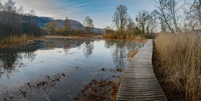 La Grande Cariçaie entre sangliers et canards