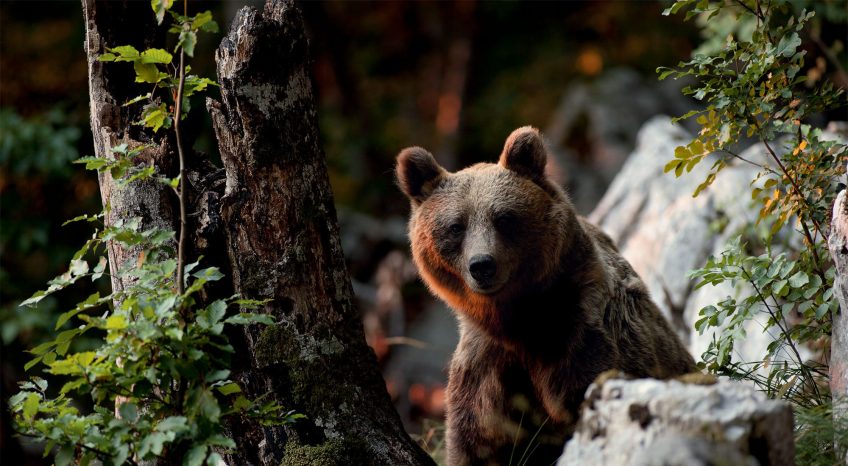 Jacques Ioset photographie l'ours sans le déranger