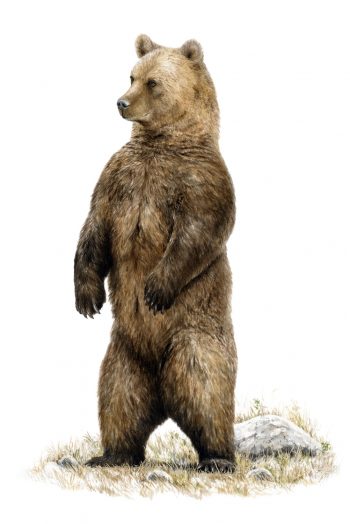 Dessin ultra réaliste d'ours