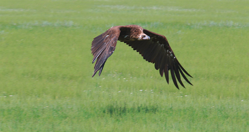 Vautour moine, un géant qui peut frôler les 3 m d’envergure. Le Causse Méjean, Mongolie française - Récit de balade