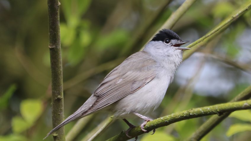 Quelles différences entre fauvette à tête noire et mésange nonnette ?