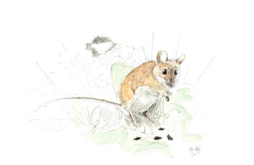 Mulot lutin à la mangeoire - La Salamandre