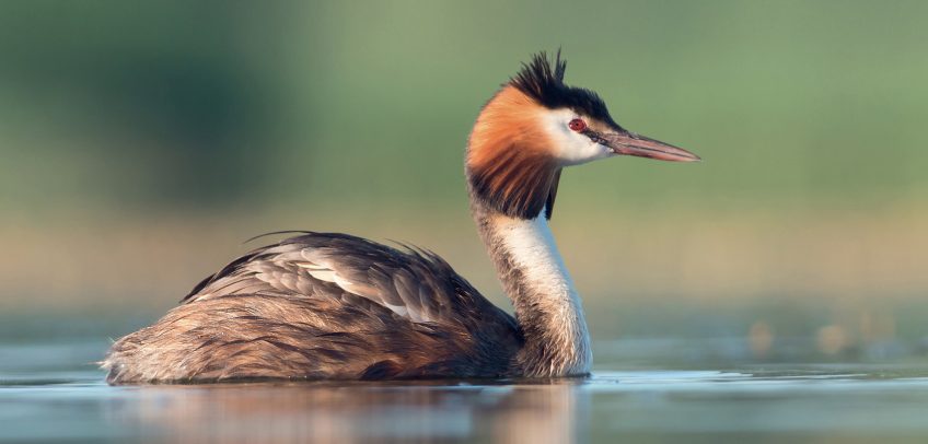Grèbe huppé et canne de canard colvert, quelles différences ?