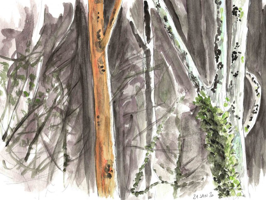 Triple peine pour le frêne - La salamandre