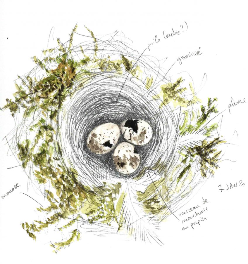 Nid et oeufs abandonnés - La Salamandre