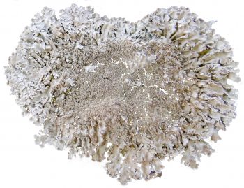 Physconia grisea Physconia grisea