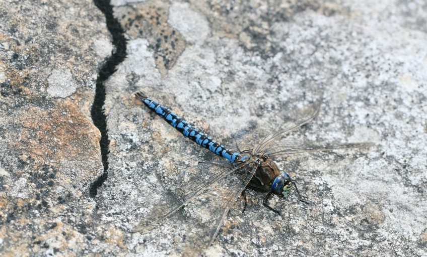 Æschne azurée 16 animaux et plantes du froid menacés par le réchauffement climatique