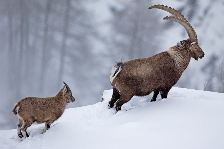 Bouquetins 16 animaux et plantes du froid menacés par le réchauffement climatique