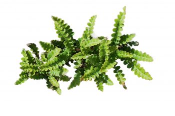 Cétérach officinal Cétérach officinal