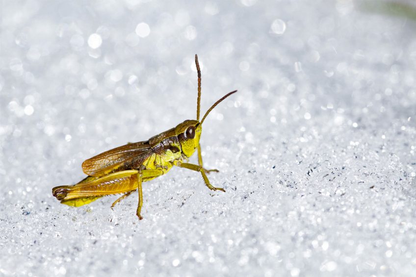 Criquet des Churfirsten 16 animaux et plantes du froid menacés par le réchauffement climatique