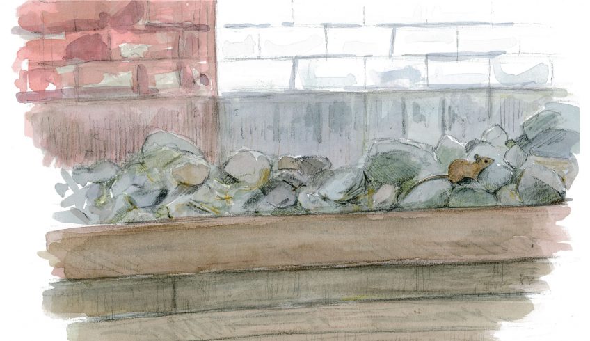 Pourquoi les souris vivent-elles si près de l'homme ?