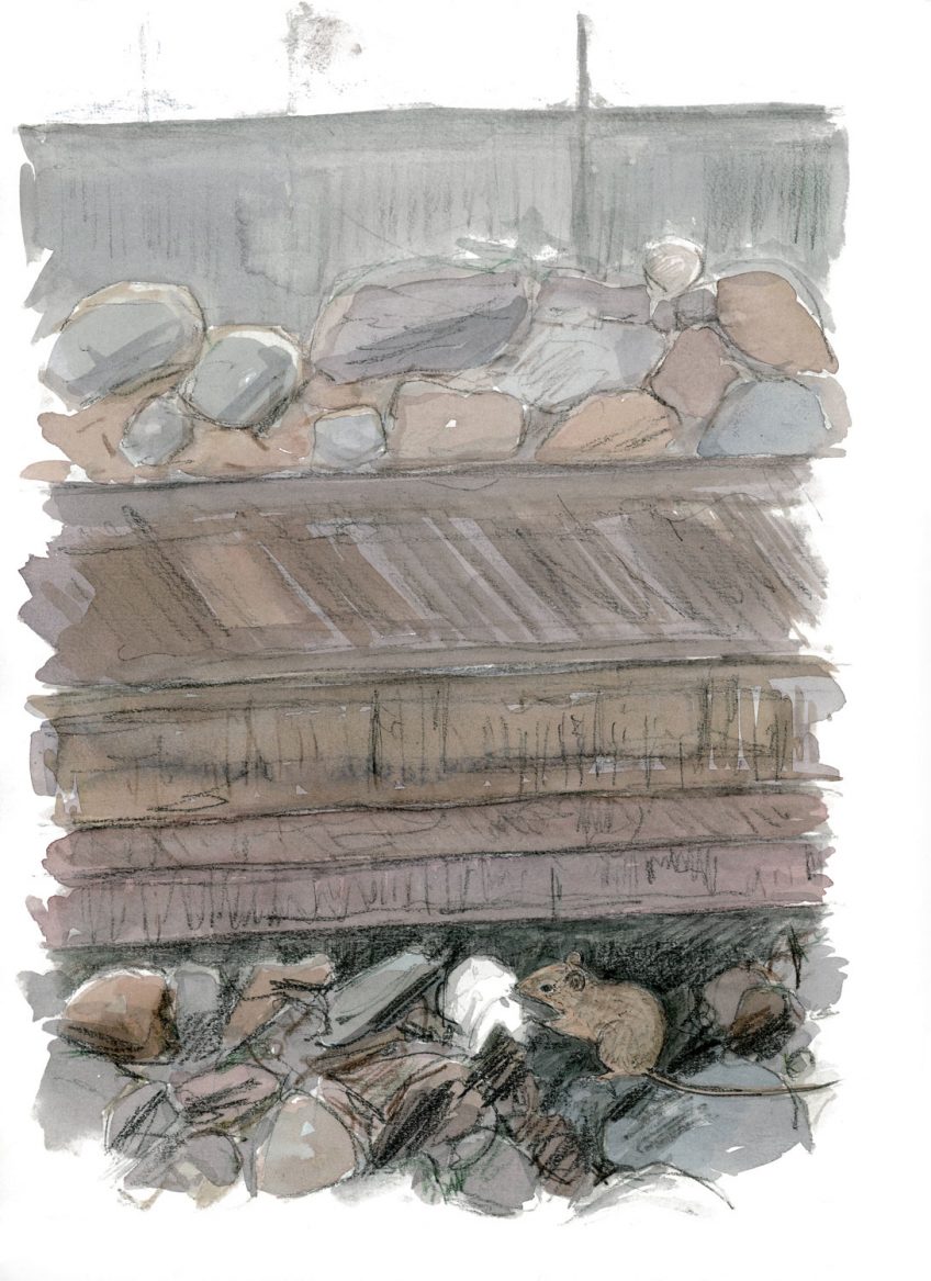 Pourquoi les souris vivent-elles si près de l'homme ?