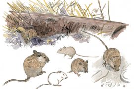 © Tsunéhiko Kuwabara