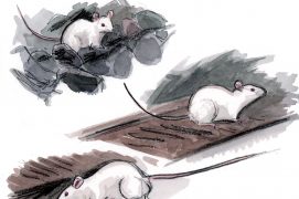 © Tsunéhiko Kuwabara