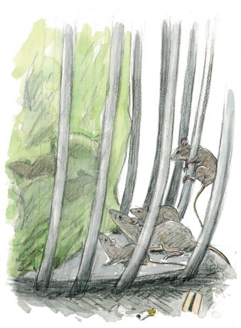 Pourquoi les souris vivent-elles si près de l'homme ?