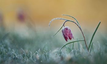 Fritillaire pintade
Jura vaudois, le 10 avril 2017 à 08 h 35.
 Fritillaire pintade
Jura vaudois, le 10 avril 2017 à 08 h 35.