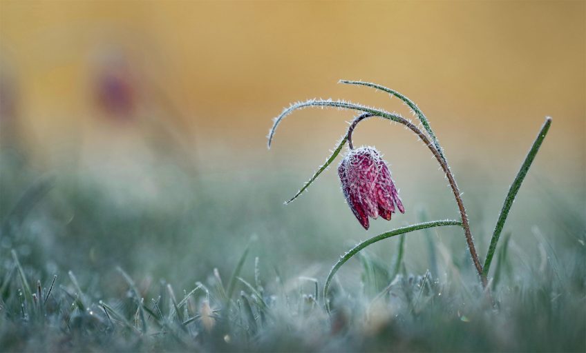La fritillaire et d'autres fleurs photographiée par Muriel Schüpbach