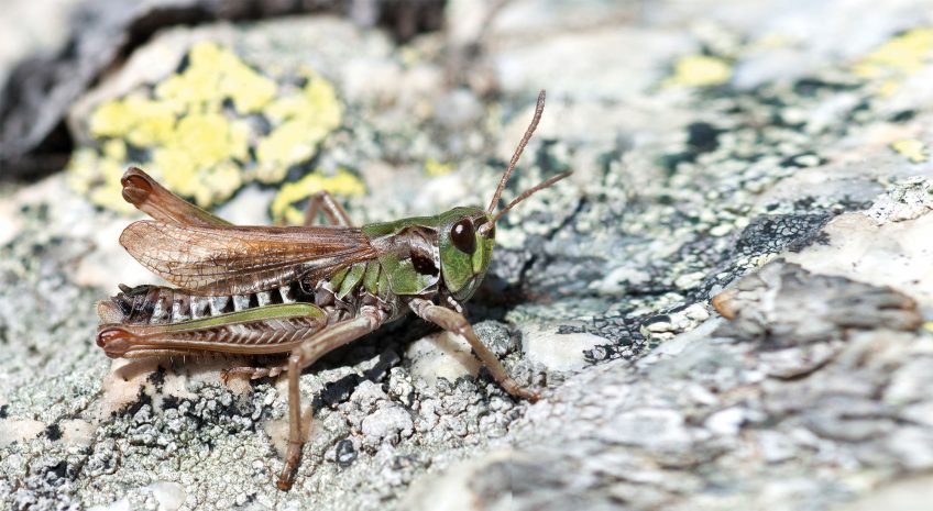 Gomphocère des moraines 16 animaux et plantes du froid menacés par le réchauffement climatique