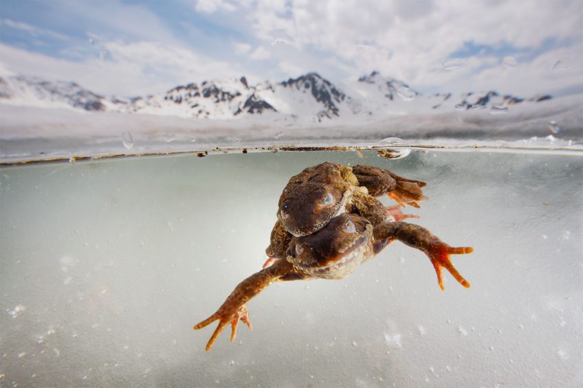 Grenouilles rousses 16 animaux et plantes du froid menacés par le réchauffement climatique