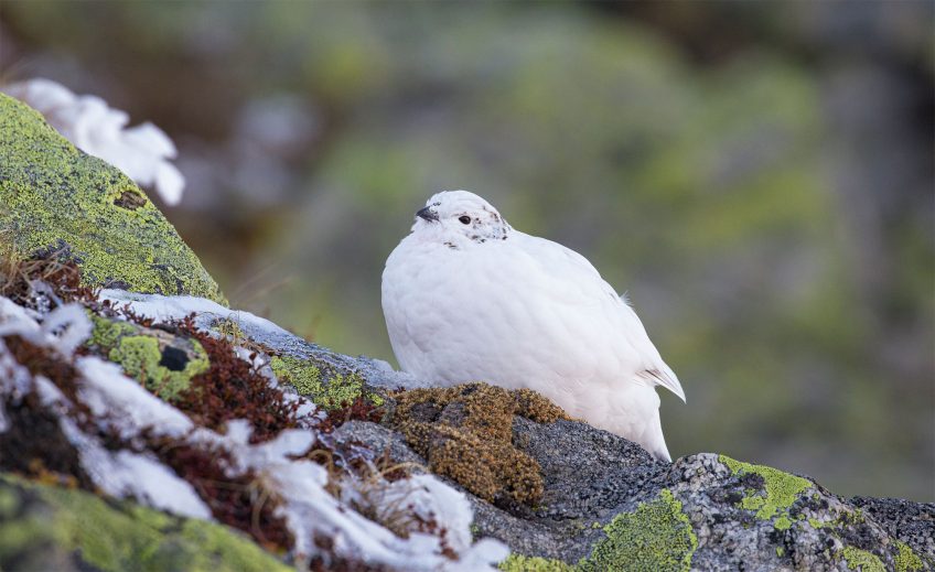 Lagopède alpin 16 animaux et plantes du froid menacés par le réchauffement climatique
