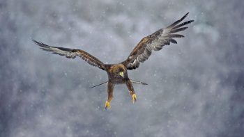 L'aigle, un vrai avion de chasse