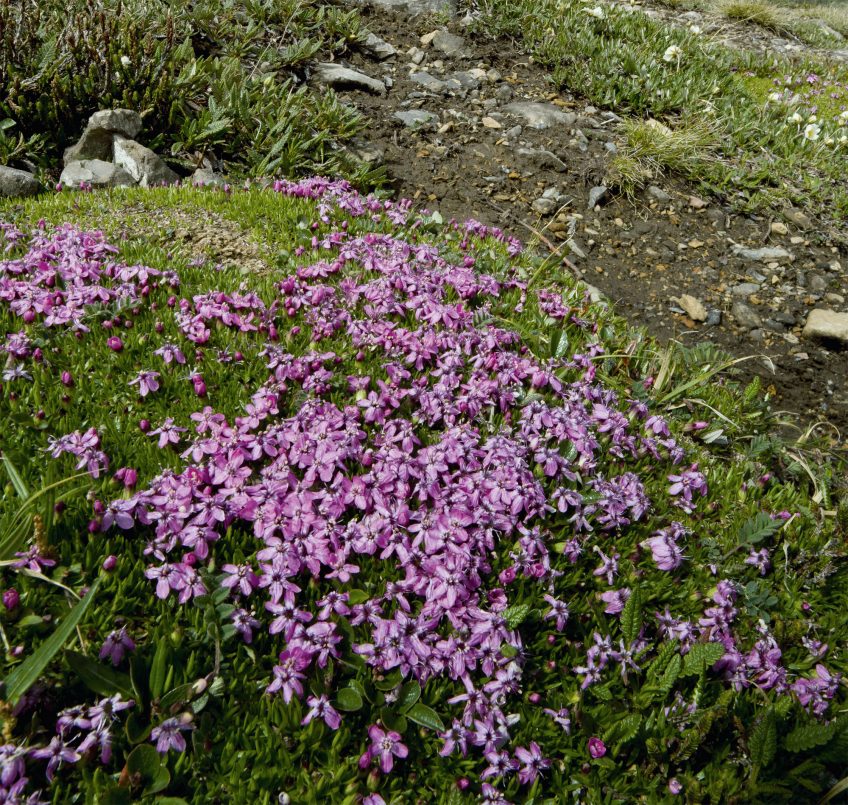 Silène acaule 16 animaux et plantes du froid menacés par le réchauffement climatique