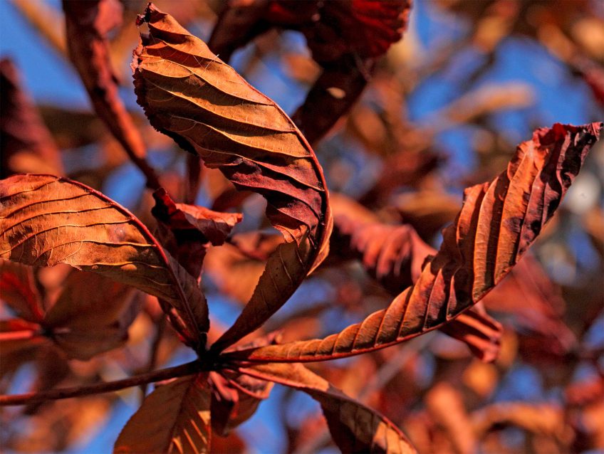 Les étés trop chauds détruisent la forêt en Suisse et en France