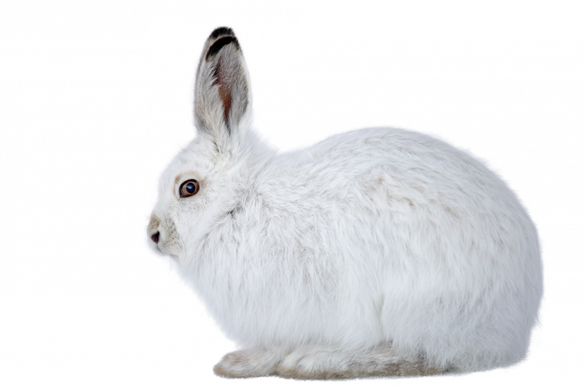 Lièvre variable 16 animaux et plantes du froid menacés par le réchauffement climatique