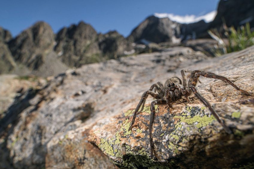 Lycose de Vésubie 16 animaux et plantes du froid menacés par le réchauffement climatique