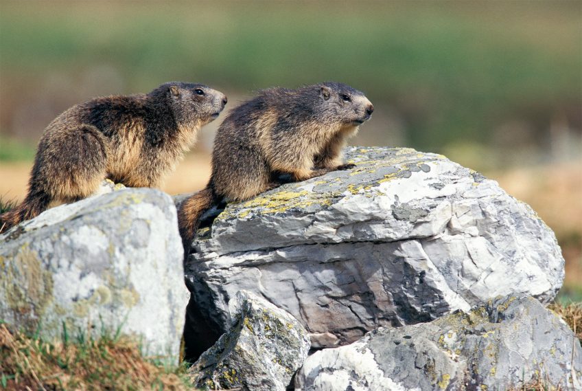 Marmotte des Alpes 16 animaux et plantes du froid menacés par le réchauffement climatique