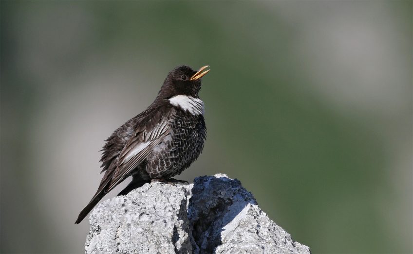 Merle à plastron 16 animaux et plantes du froid menacés par le réchauffement climatique