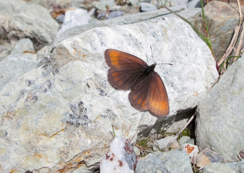 Moiré des glaciers  16 animaux et plantes du froid menacés par le réchauffement climatique