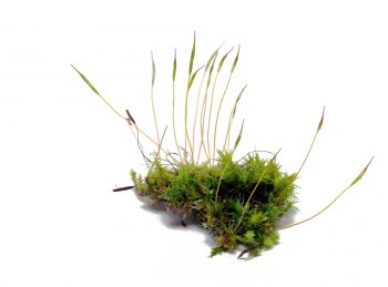 mousse des murs mousse des murs