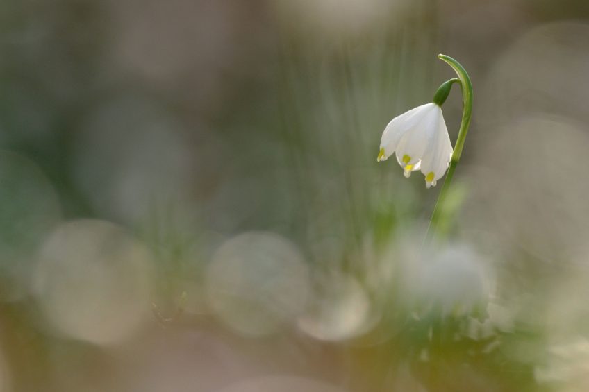 Nivéole du printemps La nivéole du printemps et d'autres fleurs photographiée par Muriel Schüpbach