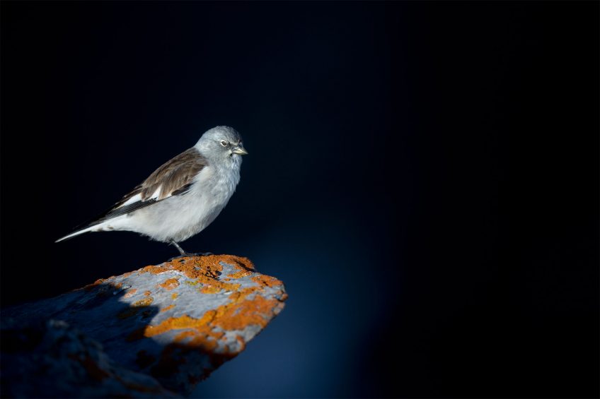 Niverolle alpine 16 animaux et plantes du froid menacés par le réchauffement climatique