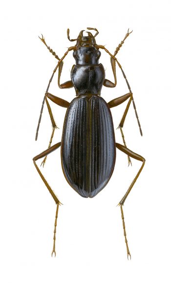 Oreonebria bluemlisapicola  16 animaux et plantes du froid menacés par le réchauffement climatique