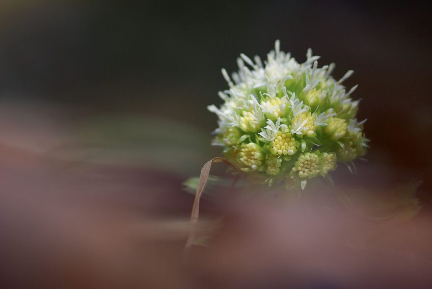 Pétasite blanc Le pétasite blanc et d'autres fleurs photographiée par Muriel Schüpbach
