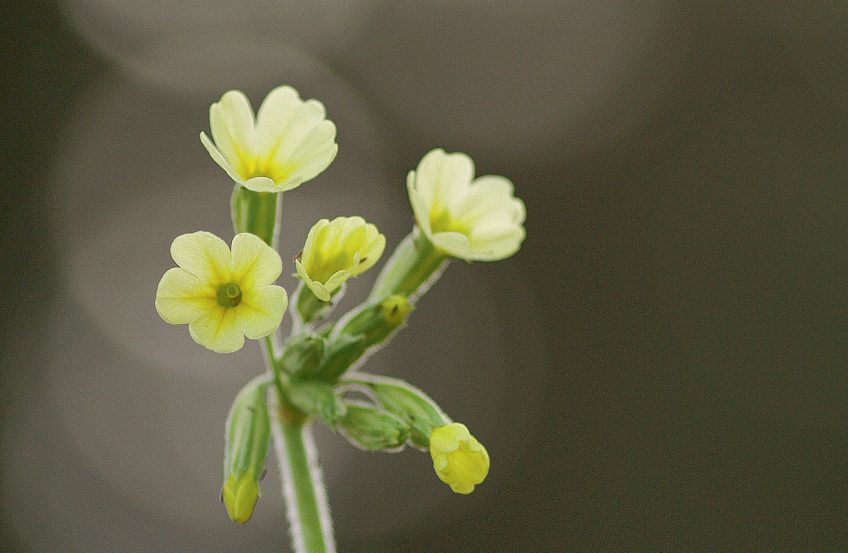 Primevère officinale La primevère officinale et d'autres fleurs photographiée par Muriel Schüpbach