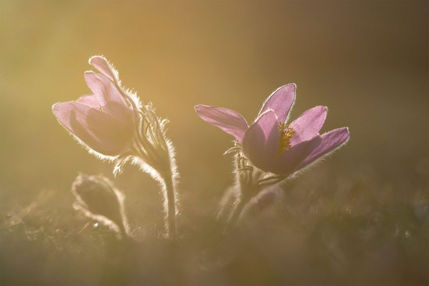 Pulsatille commune La pulsatille commune et d'autres fleurs photographiée par Muriel Schüpbach